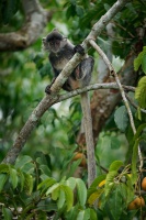 Hulman stribrny - Trachypithecus cristatus - Silvered leaf monkey or Silvery langur o8858